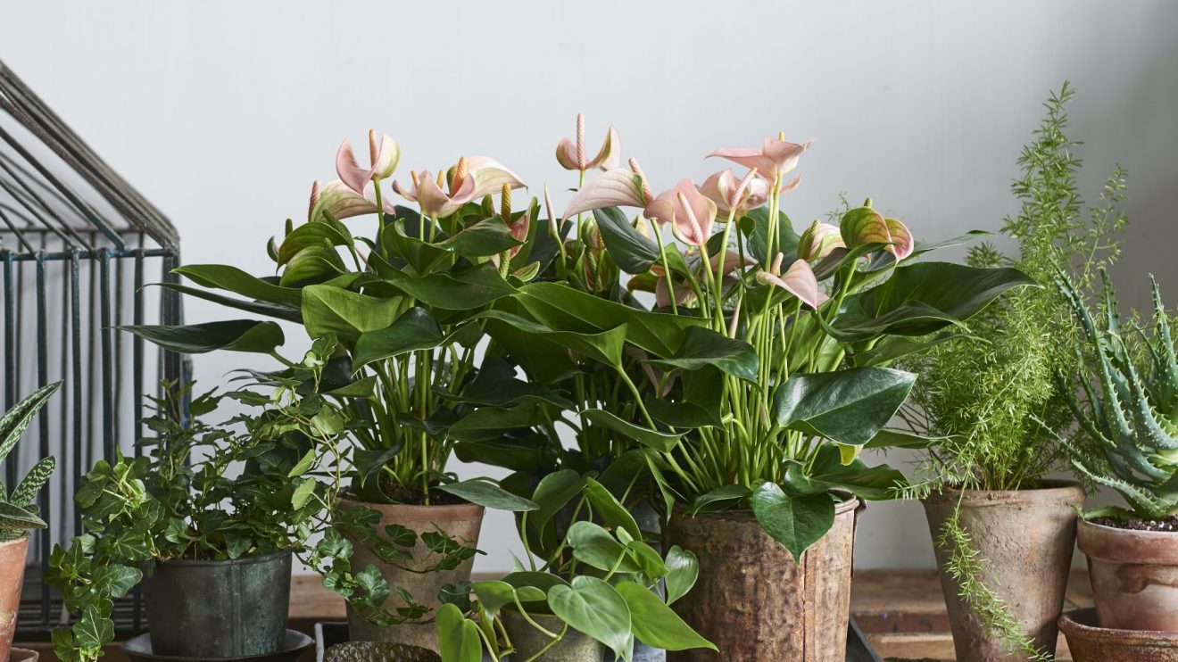 The 4 best places to put an orchid in your home